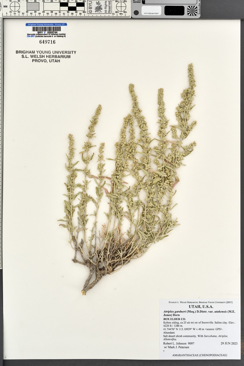 Basin Saltbush photo 5