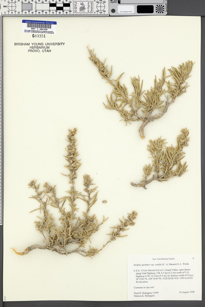 Welsh's Saltbush