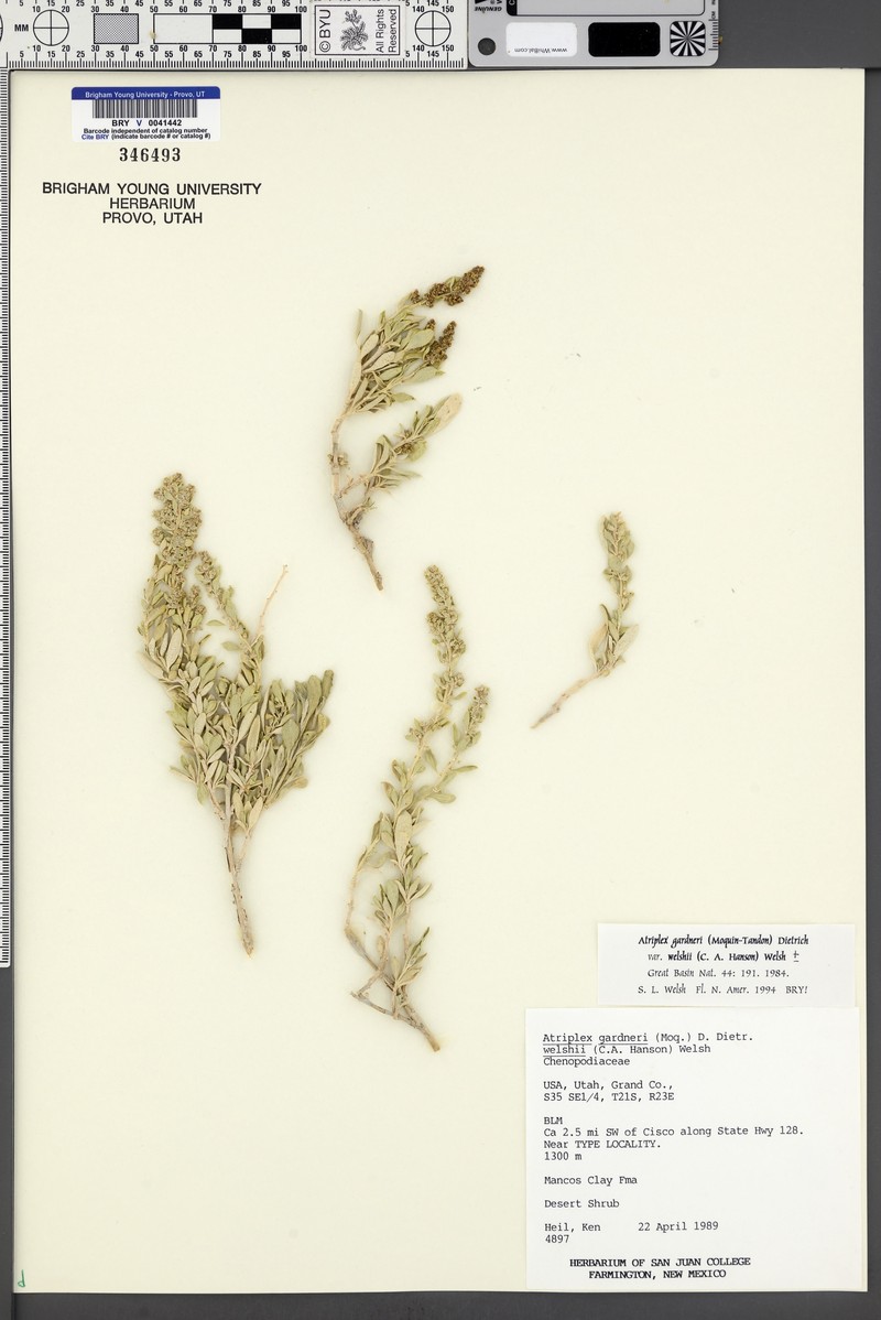 Welsh's Saltbush photo 2