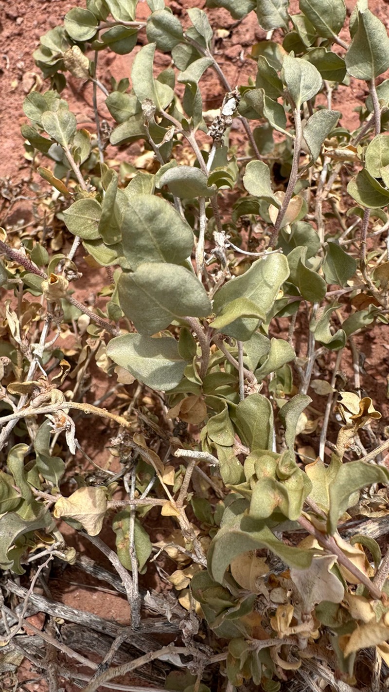 Garrett's Saltbush