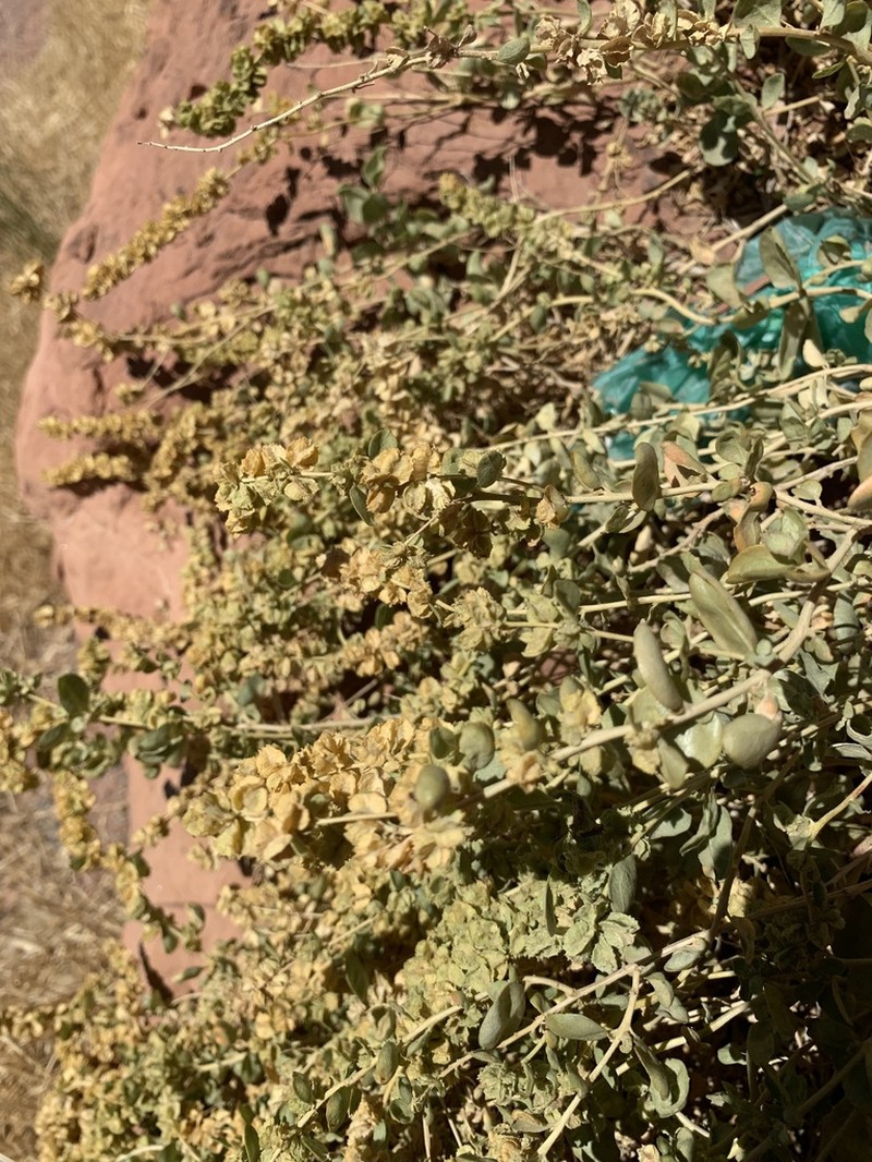Garrett's Saltbush photo 2