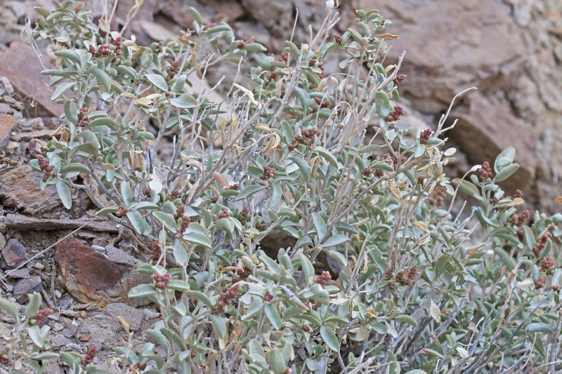Garrett's Saltbush photo 3