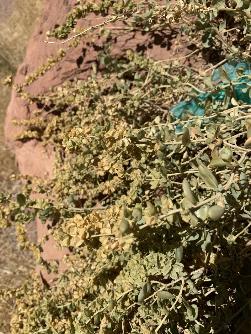 Garrett's Saltbush photo 5