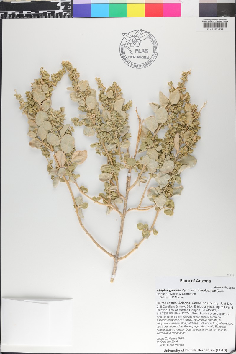 Garrett's Saltbush photo 7