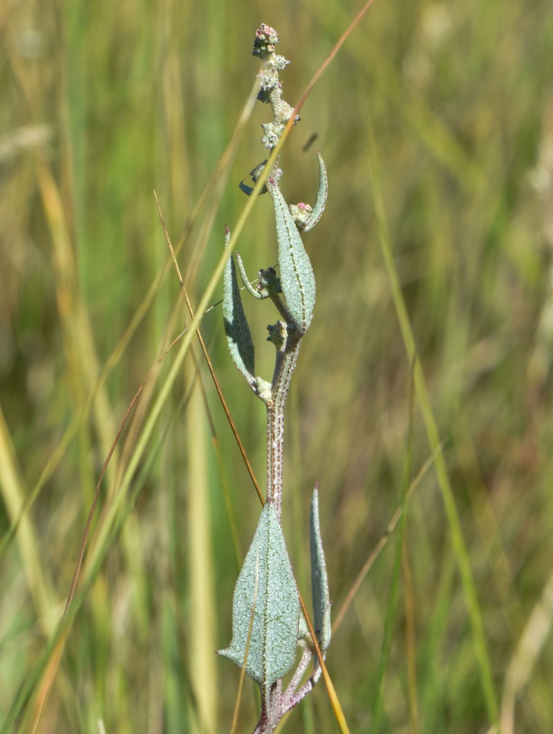 Atriplex glabriuscula var. acadiensis