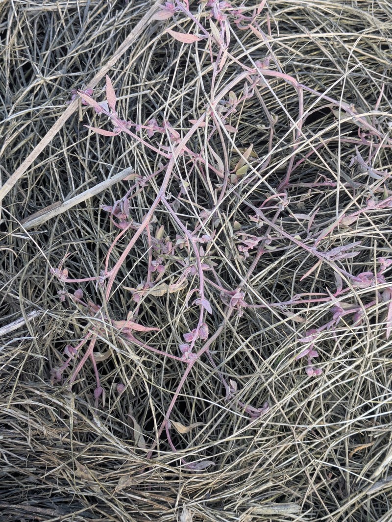 Atriplex glabriuscula var. acadiensis photo 2