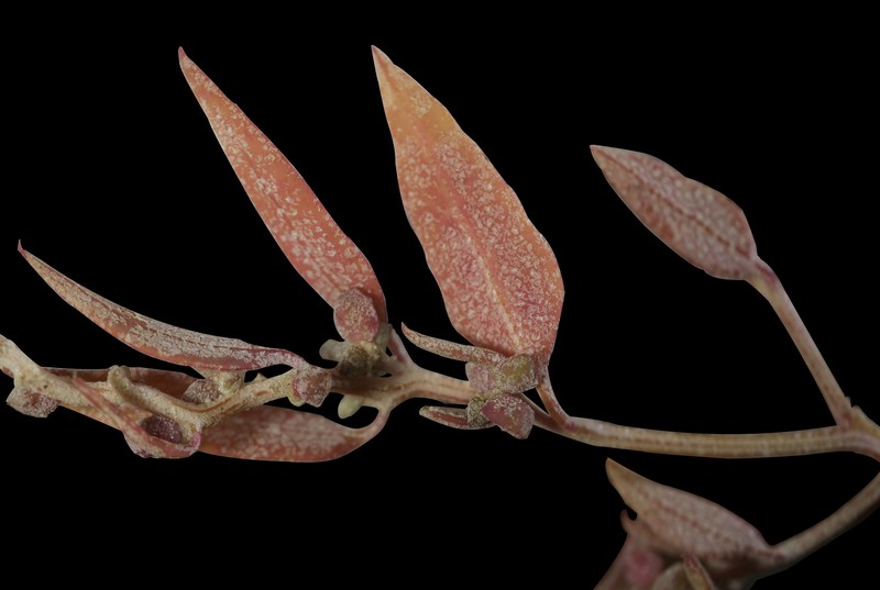 Atriplex glabriuscula var. acadiensis photo 3
