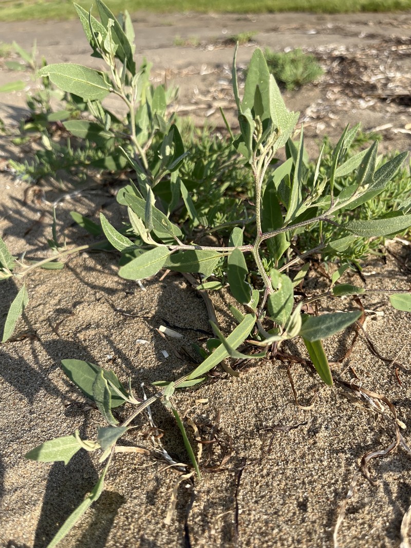 Atriplex glabriuscula var. acadiensis photo 4