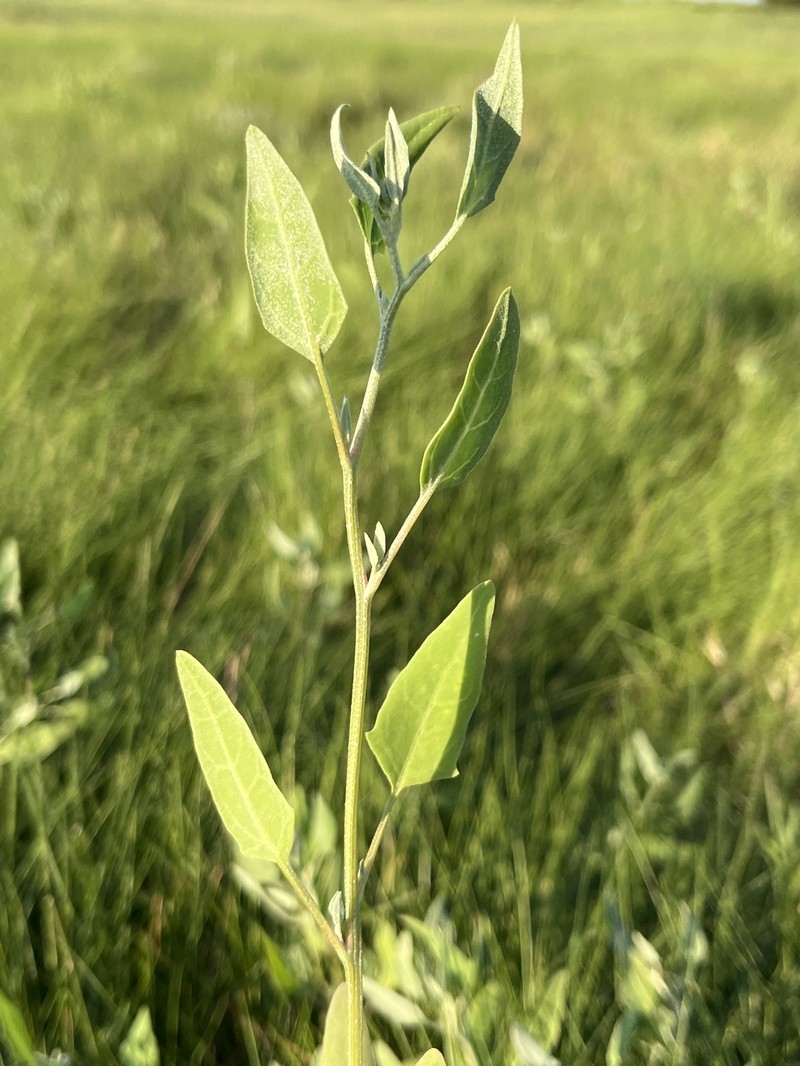 Atriplex glabriuscula var. acadiensis photo 5