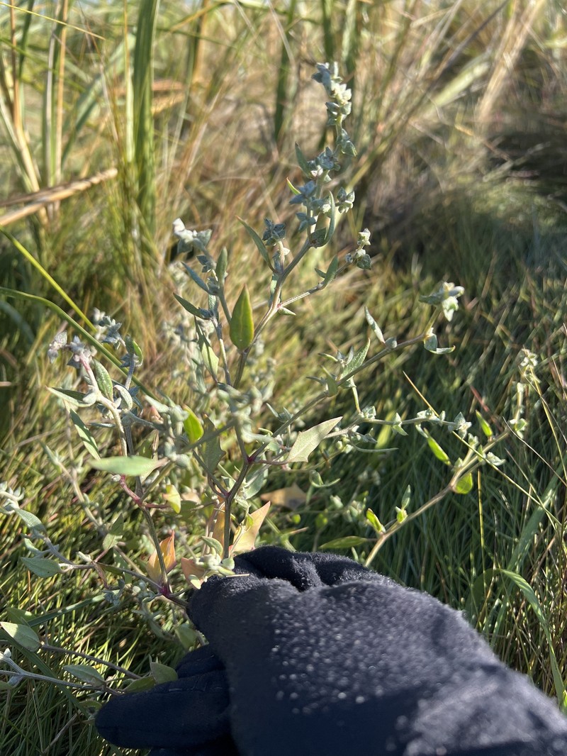 Atriplex glabriuscula var. acadiensis photo 6