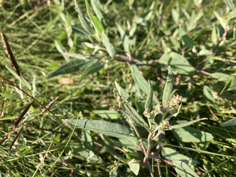 Atriplex glabriuscula var. acadiensis photo 7