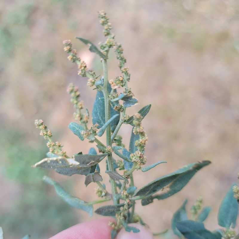 Atriplex glabriuscula var. acadiensis photo 8