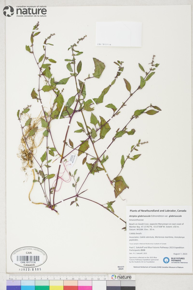 Atriplex glabriuscula var. glabriuscula