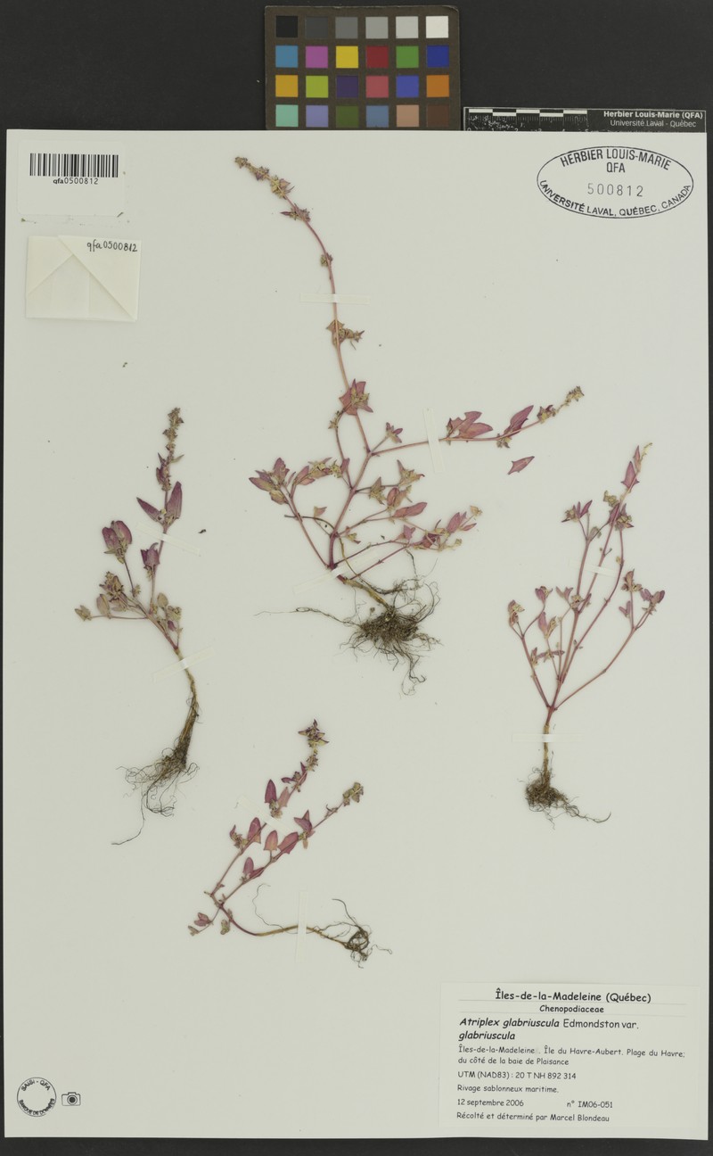 Atriplex glabriuscula var. glabriuscula photo 2