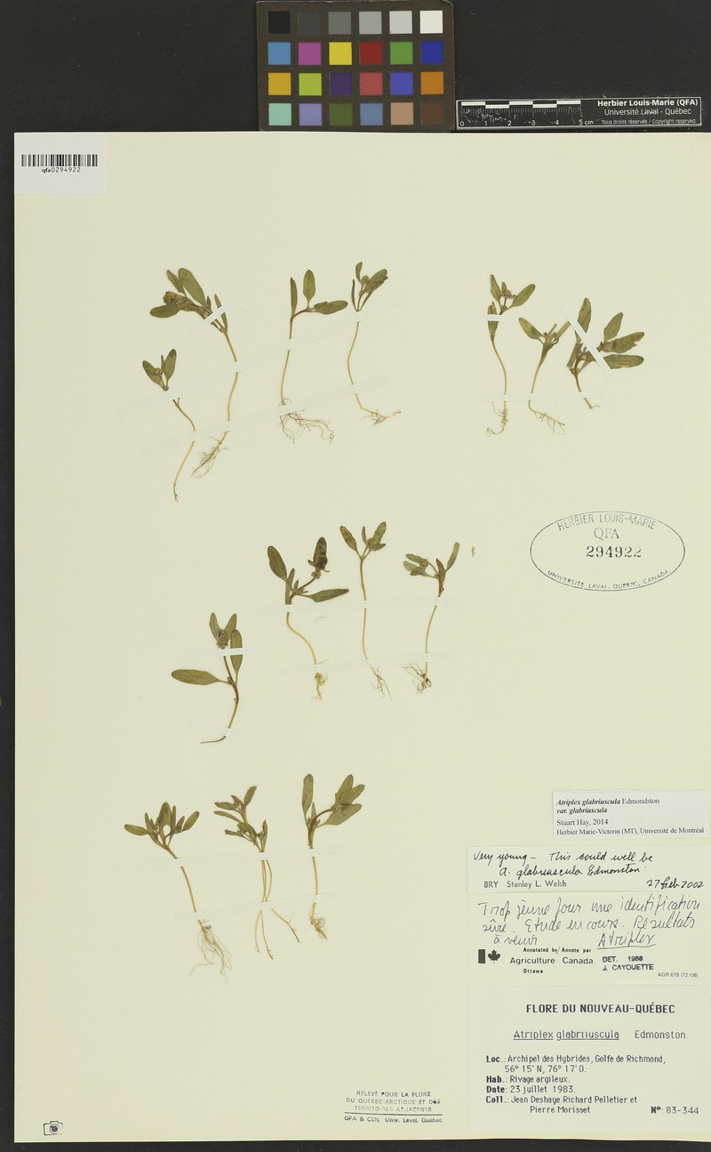 Atriplex glabriuscula var. glabriuscula photo 3