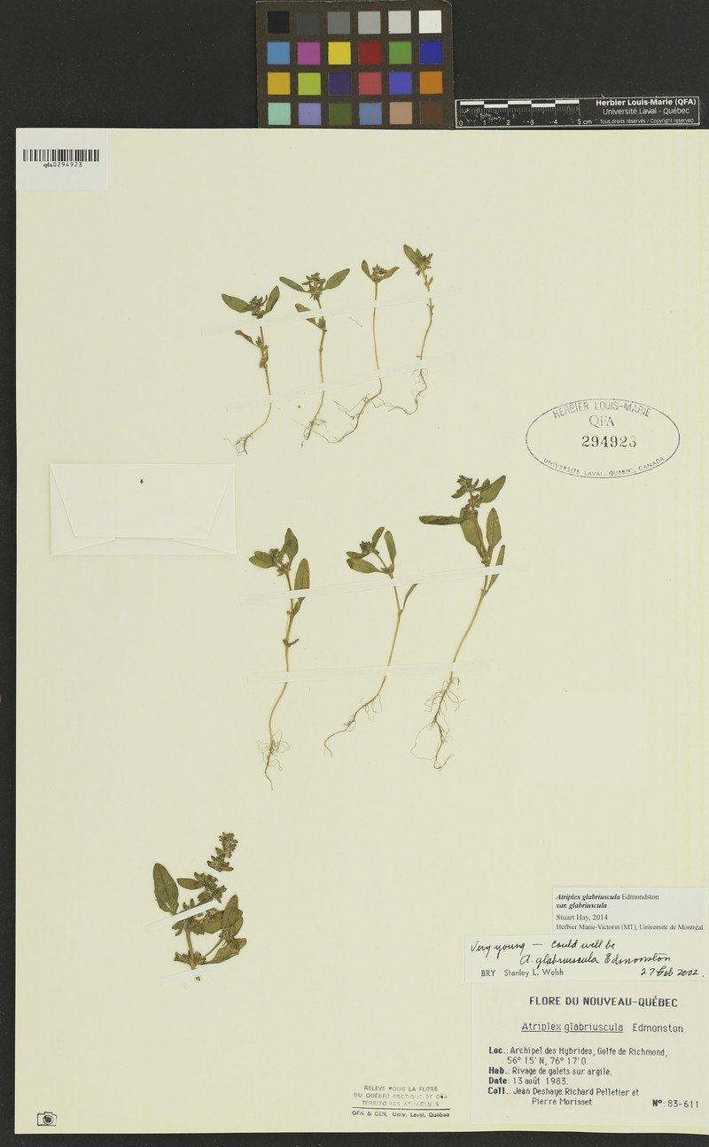 Atriplex glabriuscula var. glabriuscula photo 4