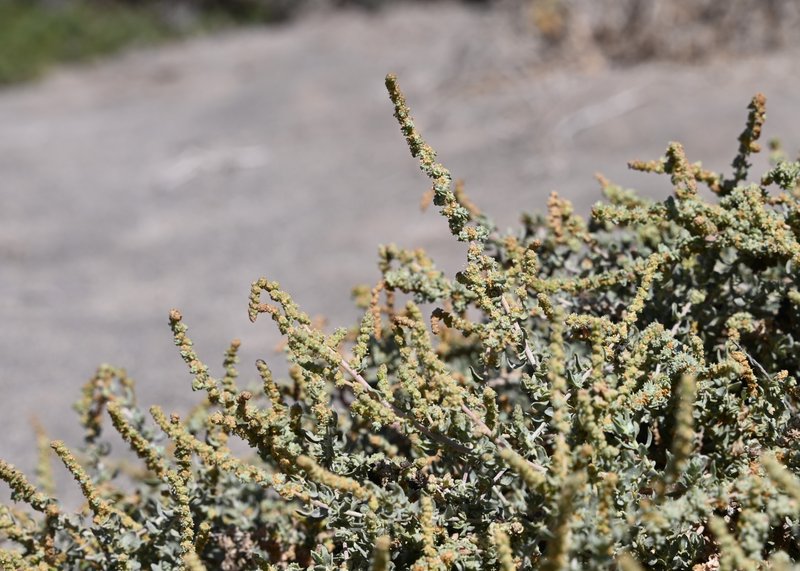 Waxy Saltbush photo 4