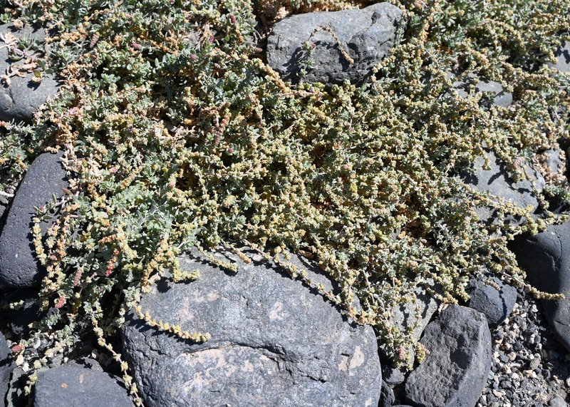 Waxy Saltbush photo 5