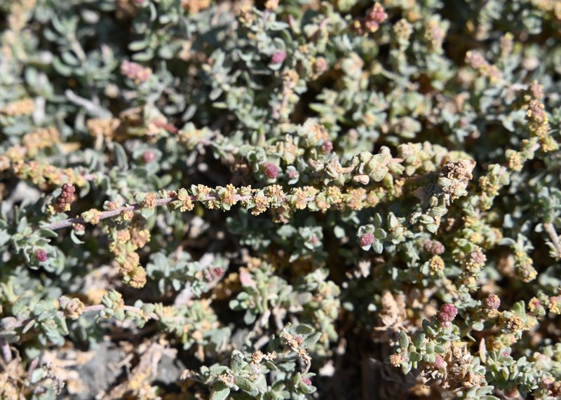 Waxy Saltbush photo 6