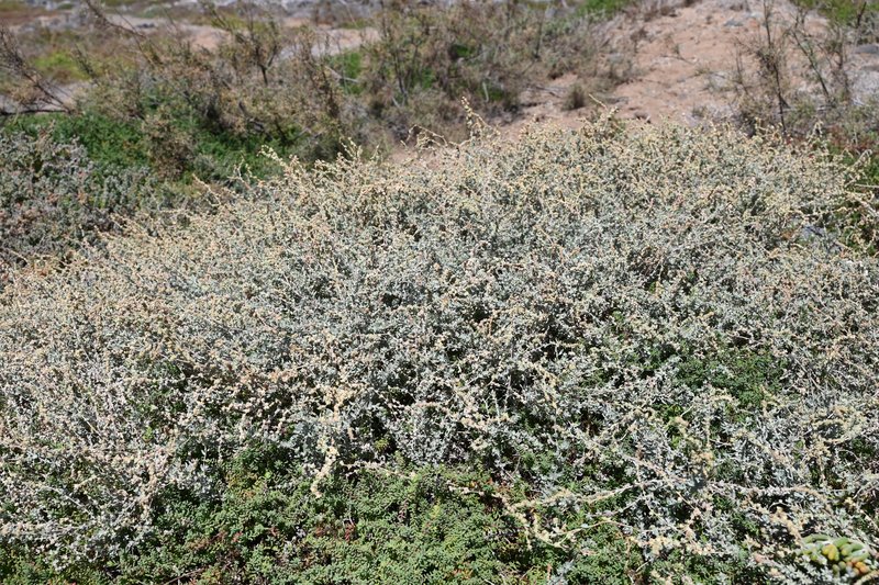 Waxy Saltbush photo 7