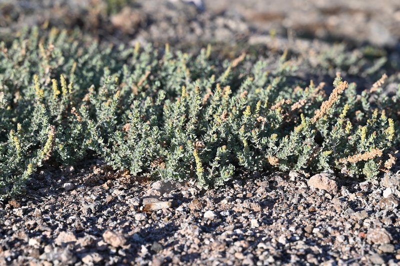 Waxy Saltbush photo 8