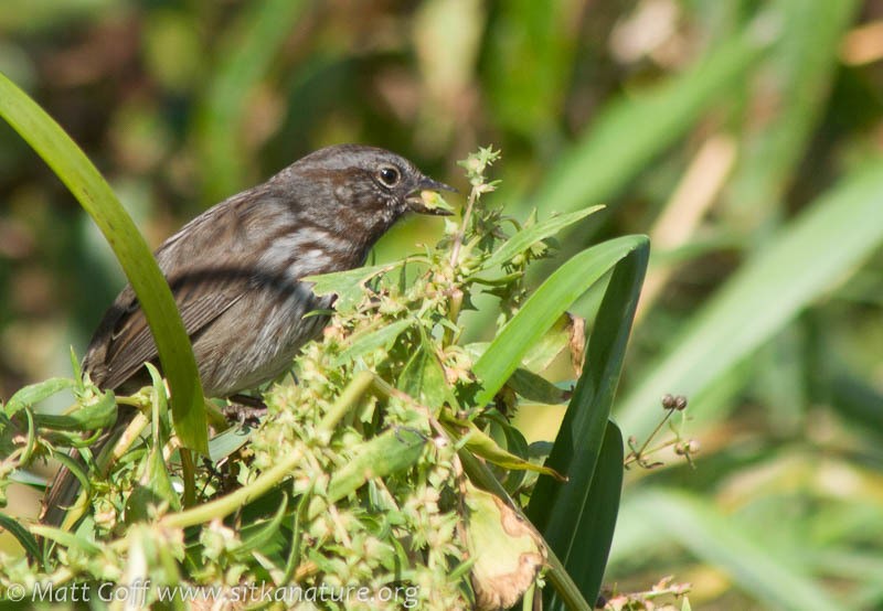 Gmelin's Saltbush