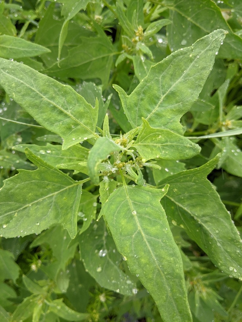 Gmelin's Saltbush photo 2