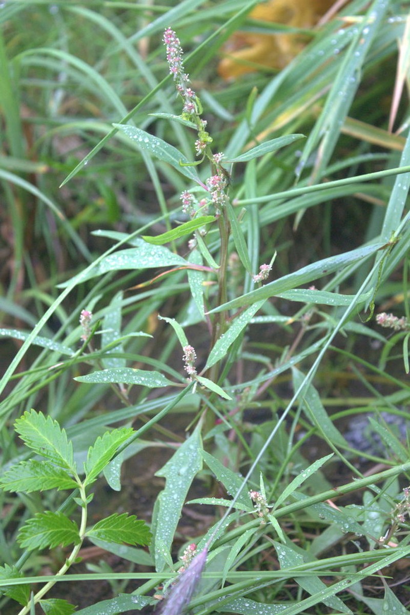 Gmelin's Saltbush photo 3