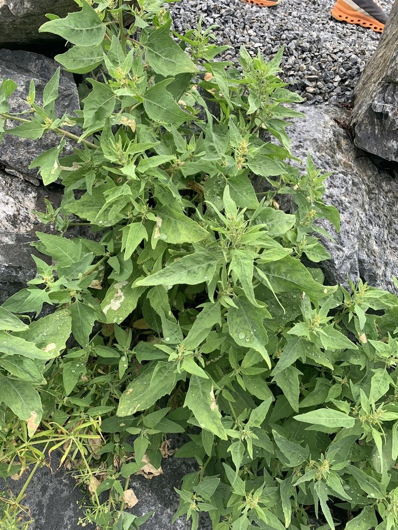 Gmelin's Saltbush photo 4