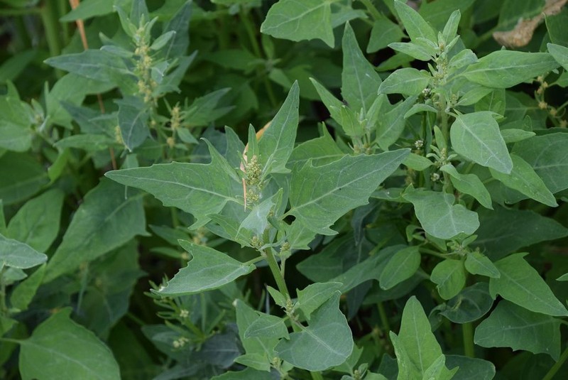 Gmelin's Saltbush photo 5