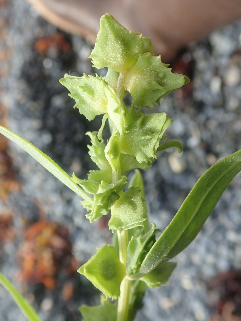Gmelin's Saltbush photo 6