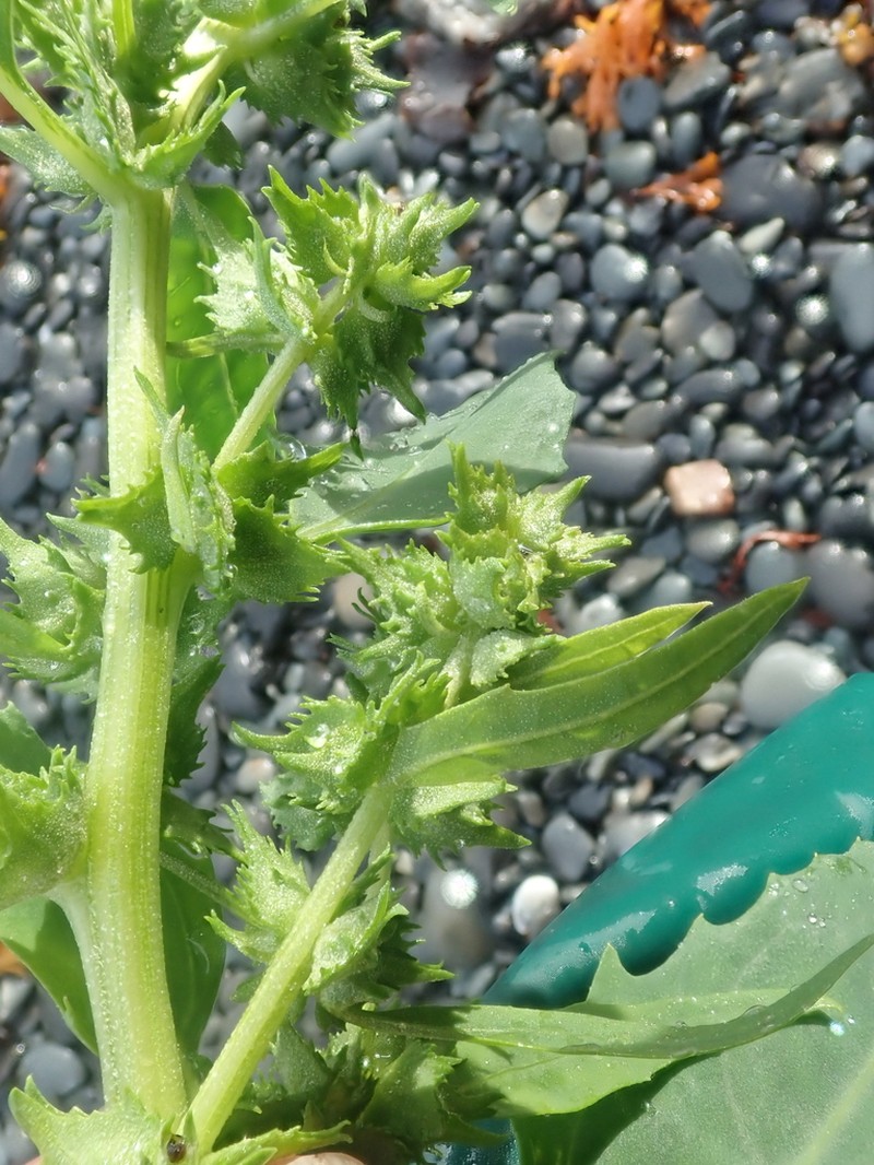Gmelin's Saltbush photo 7
