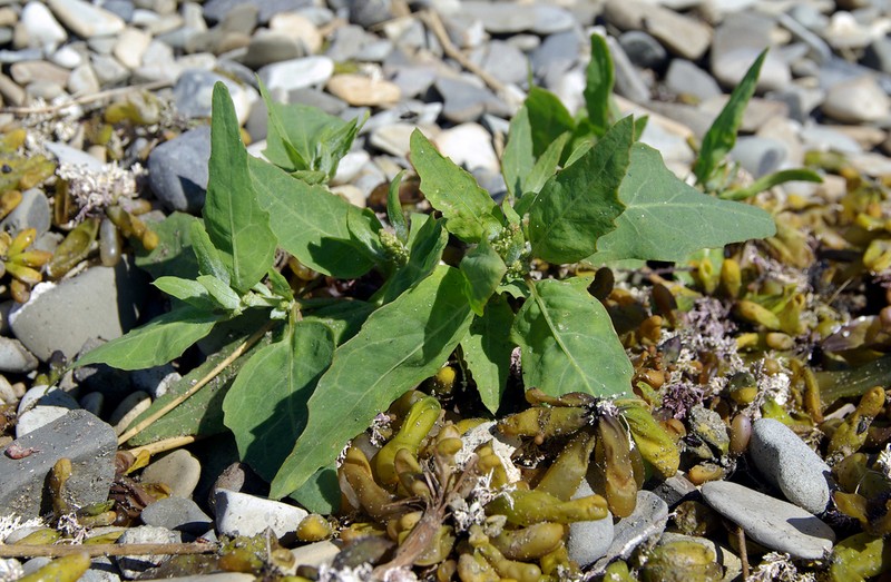 Gmelin's Saltbush photo 8