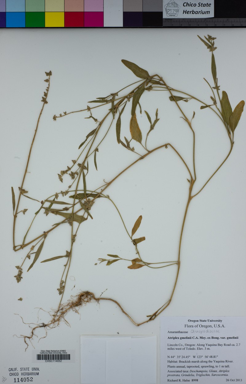 Atriplex gmelinii var. gmelinii photo 3