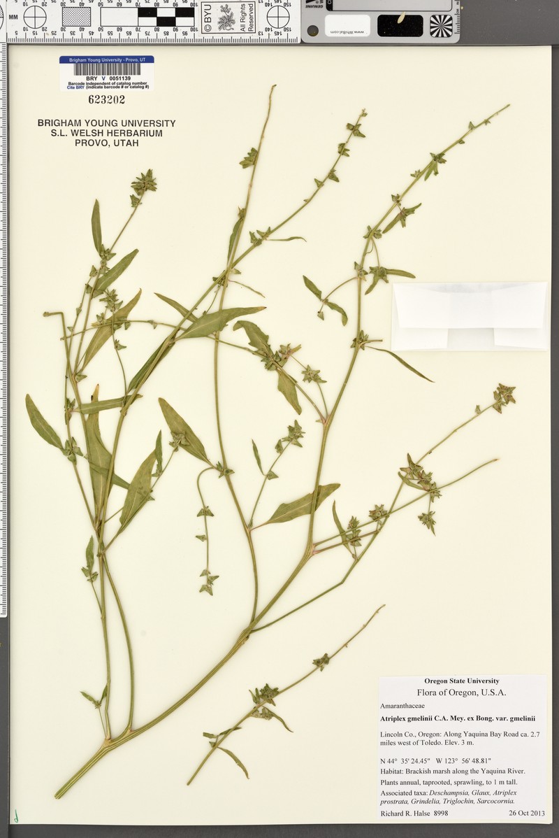 Atriplex gmelinii var. gmelinii