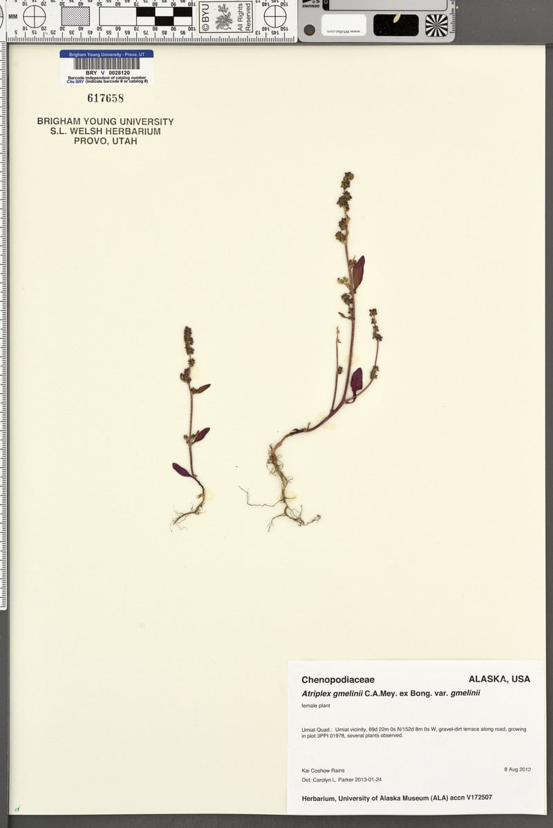 Atriplex gmelinii var. gmelinii photo 2
