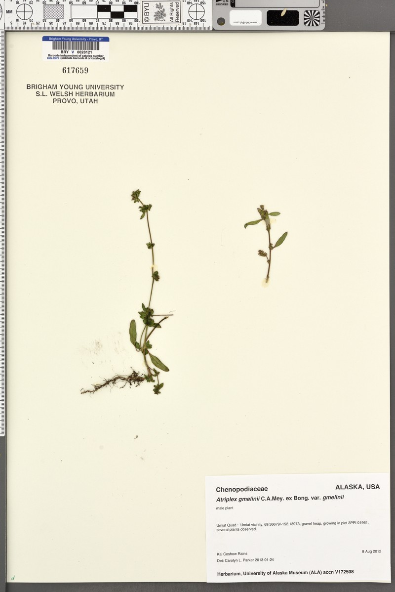 Atriplex gmelinii var. gmelinii photo 3