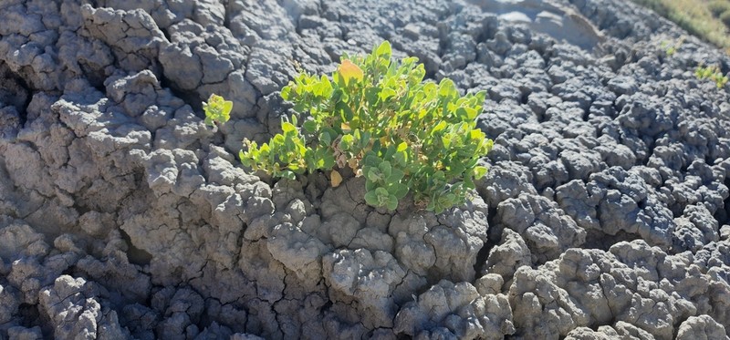 Slenderflower Saltbush