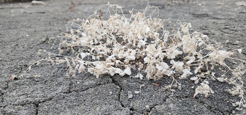 Slenderflower Saltbush photo 2
