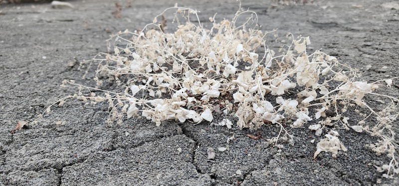 Slenderflower Saltbush photo 3