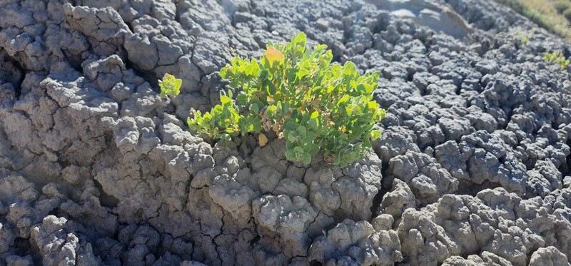 Slenderflower Saltbush photo 4