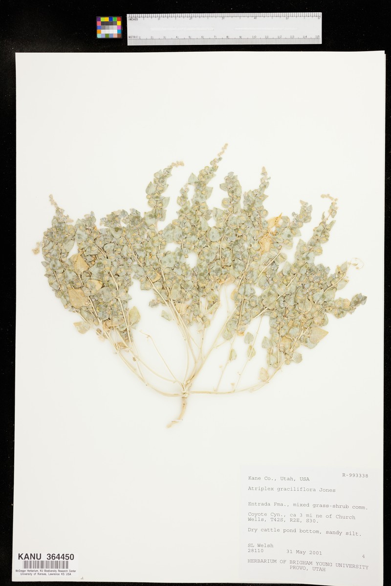 Slenderflower Saltbush photo 5