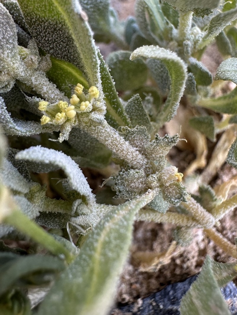 Atriplex gypsophila