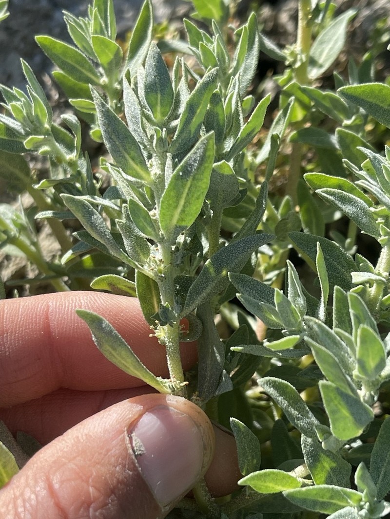 Atriplex gypsophila photo 2