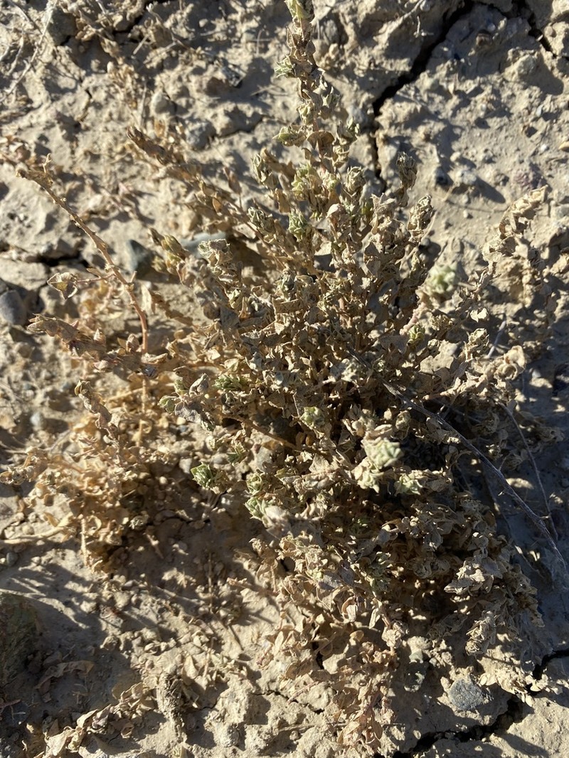 Atriplex gypsophila photo 3