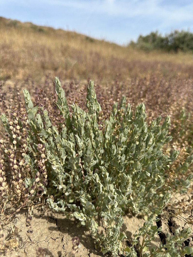 Atriplex gypsophila photo 4