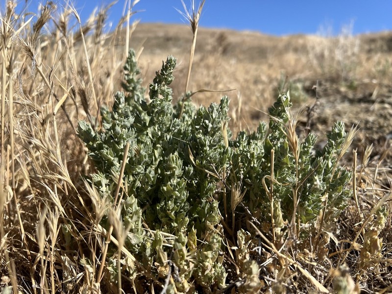 Atriplex gypsophila photo 5