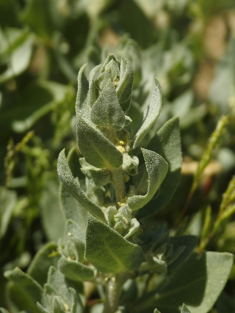 Atriplex gypsophila photo 6