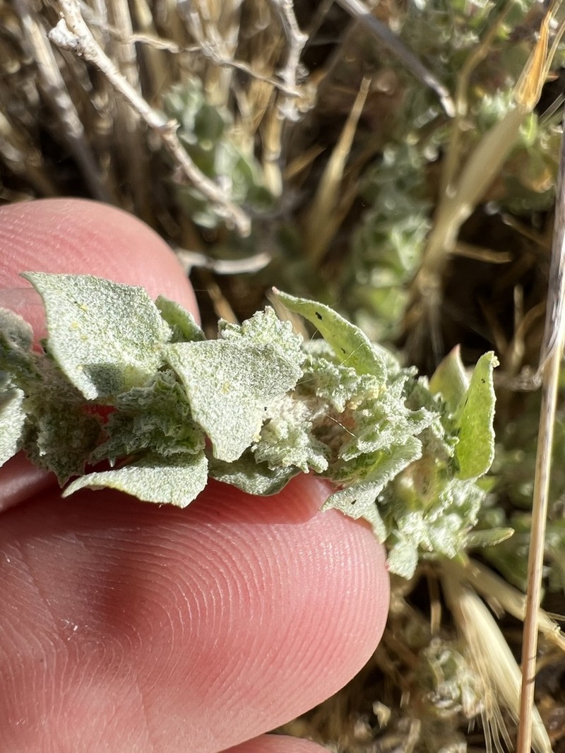 Atriplex gypsophila photo 8