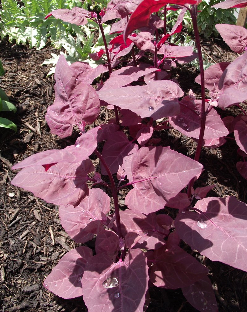 Garden Orache photo 5